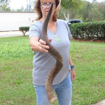 38-3/4" Kudu Horn  (NO POST OFFICE (USPS) SHIPPING!!) 