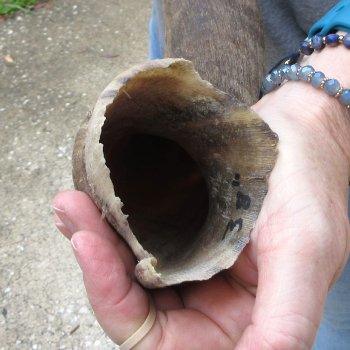 38-3/4" Kudu Horn  (NO POST OFFICE (USPS) SHIPPING!!) 