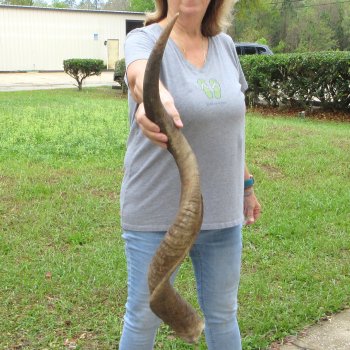 38-1/2" Kudu Horn  (NO POST OFFICE (USPS) SHIPPING!!) 