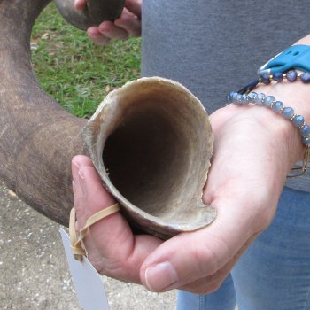 38-1/2" Kudu Horn  (NO POST OFFICE (USPS) SHIPPING!!) 