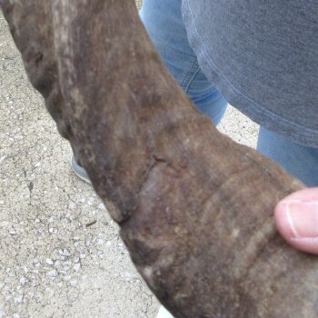 38-1/2" Kudu Horn  (NO POST OFFICE (USPS) SHIPPING!!) 