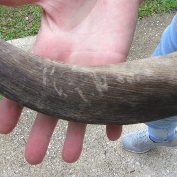 38-1/2" Kudu Horn  (NO POST OFFICE (USPS) SHIPPING!!) 