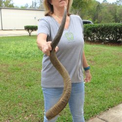 39-1/2" Kudu Horn <font color=red>(NO POST OFFICE (USPS) SHIPPING!!) </font>