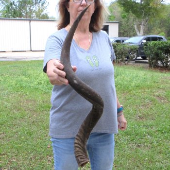 38" Kudu Horn  (NO POST OFFICE (USPS) SHIPPING!!) 