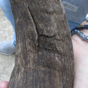 38" Kudu Horn  (NO POST OFFICE (USPS) SHIPPING!!) 