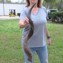 38" Kudu Horn <font color=red>(NO POST OFFICE (USPS) SHIPPING!!) </font>