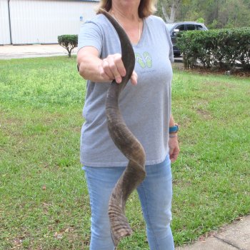 38" Kudu Horn  (NO POST OFFICE (USPS) SHIPPING!!) 