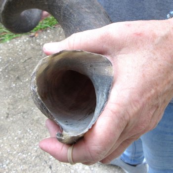 38" Kudu Horn  (NO POST OFFICE (USPS) SHIPPING!!) 