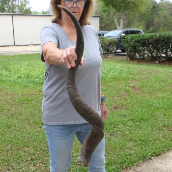 39-1/2" Kudu Horn  (NO POST OFFICE (USPS) SHIPPING!!) 