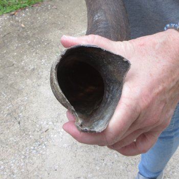 39-1/2" Kudu Horn  (NO POST OFFICE (USPS) SHIPPING!!) 
