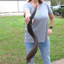 37-1/2" Kudu Horn <font color=red>(NO POST OFFICE (USPS) SHIPPING!!) </font>