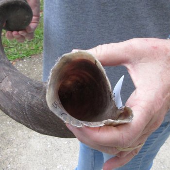 37-1/2" Kudu Horn  (NO POST OFFICE (USPS) SHIPPING!!) 