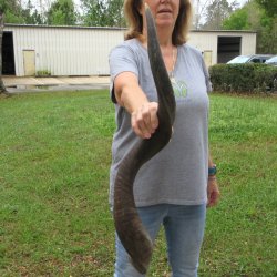 35-1/2" Kudu Horn <font color=red>(NO POST OFFICE (USPS) SHIPPING!!) </font>