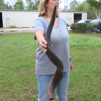 35-1/2" Kudu Horn  (NO POST OFFICE (USPS) SHIPPING!!) 