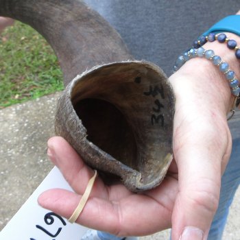 35-1/2" Kudu Horn  (NO POST OFFICE (USPS) SHIPPING!!) 