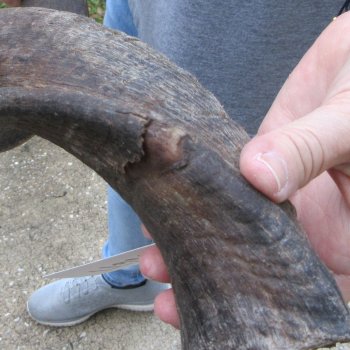 35-1/2" Kudu Horn  (NO POST OFFICE (USPS) SHIPPING!!) 