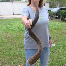 37-1/2" Kudu Horn <font color=red>(NO POST OFFICE (USPS) SHIPPING!!) </font>