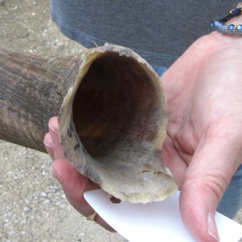 37-1/2" Kudu Horn  (NO POST OFFICE (USPS) SHIPPING!!) 