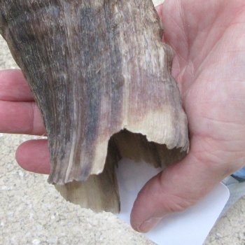 37-1/2" Kudu Horn  (NO POST OFFICE (USPS) SHIPPING!!) 