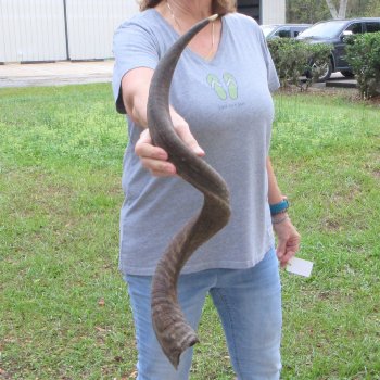 36" Kudu Horn  (NO POST OFFICE (USPS) SHIPPING!!) 