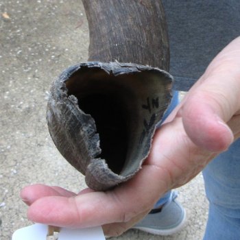 36" Kudu Horn  (NO POST OFFICE (USPS) SHIPPING!!) 