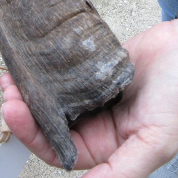 36" Kudu Horn  (NO POST OFFICE (USPS) SHIPPING!!) 