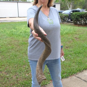 34" Kudu Horn 