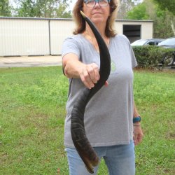 31-3/4" Kudu Horn 