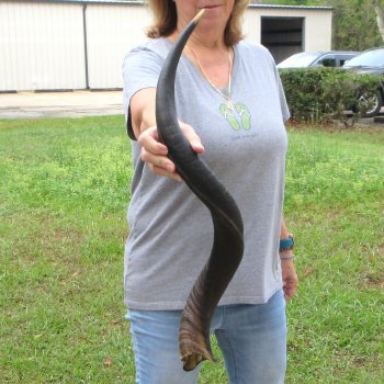 31-3/4" Kudu Horn 