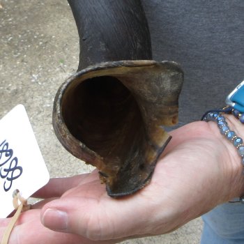 31-3/4" Kudu Horn 