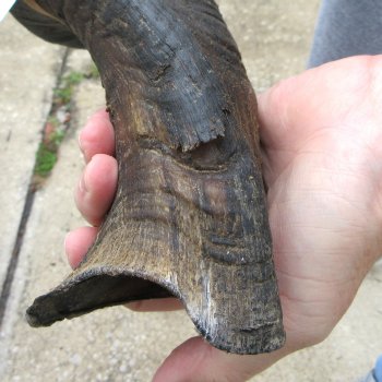 34-1/2" Kudu Horn 
