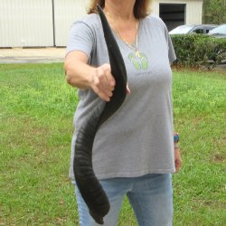 31" Kudu Horn 