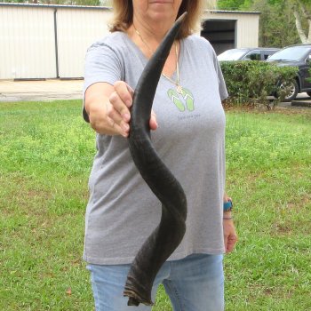 31" Kudu Horn 