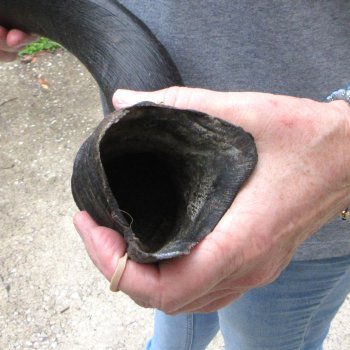 31" Kudu Horn 