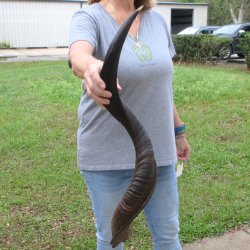 32" Kudu Horn 