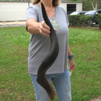 32" Kudu Horn 
