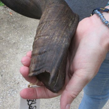 32" Kudu Horn 