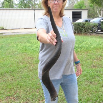 33" Kudu Horn 