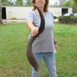 34-3/4" Kudu Horn 