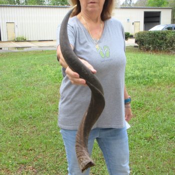 34-3/4" Kudu Horn 
