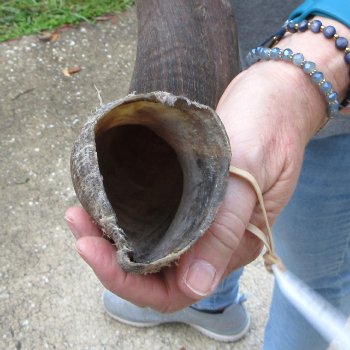 34-3/4" Kudu Horn 