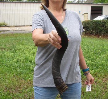 25-1/2" Kudu Horn 