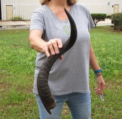 26" Kudu Horn 