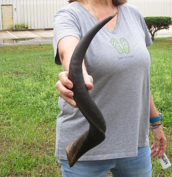 26" Kudu Horn 