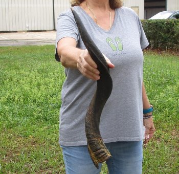25-1/2" Kudu Horn 