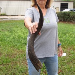 25-1/2" Kudu Horn 