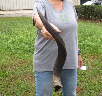 25-1/2" Kudu Horn 
