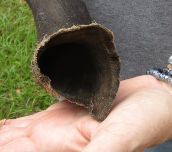 25-1/2" Kudu Horn 