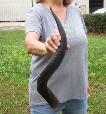 25-1/2" Kudu Horn 