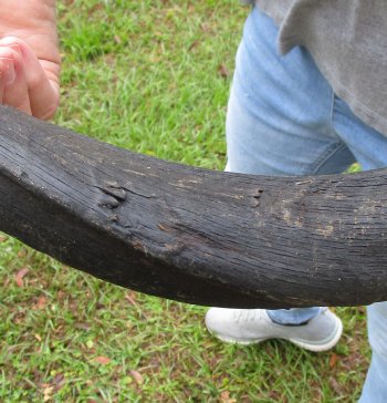 25-1/2" Kudu Horn 